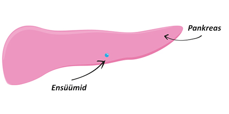 Kõhunäärme ja ensüümide illustratsioon